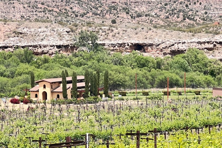 Vineyard with a house and cypress trees, rocky hill in background.