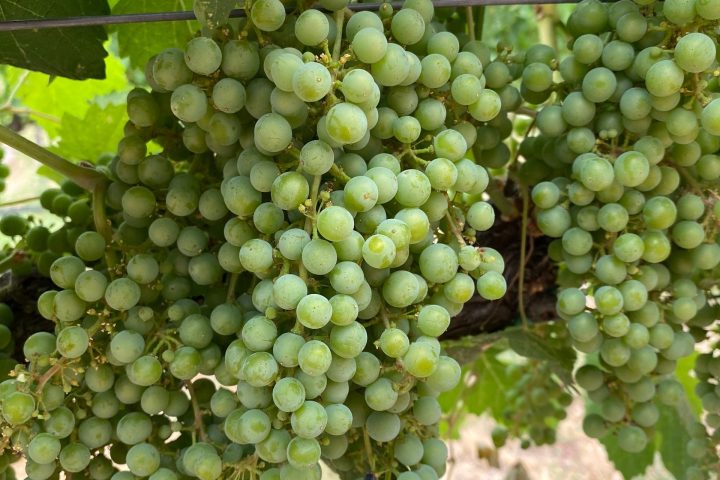 Clusters of green grapes hanging on vines with green leaves.