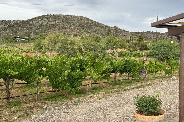 Vineyard with green vines, wooden post structure, hills in the background, and scattered trees.
