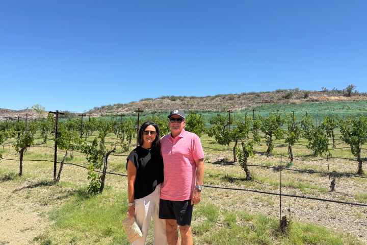 A couple stands smiling in a sunny vineyard with a clear blue sky.