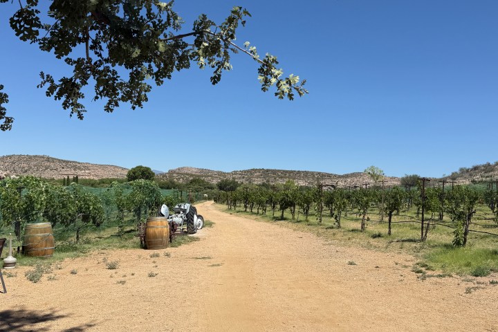 Dirt path through a vineyard with barrels and a tractor under a clear blue sky.