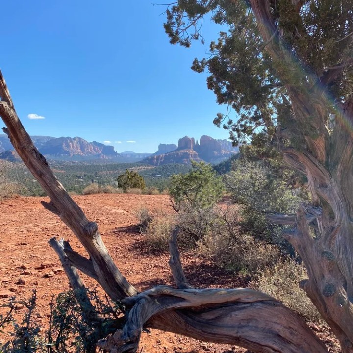 Desert landscape with twisted tree and red rock formations under a clear blue sky.