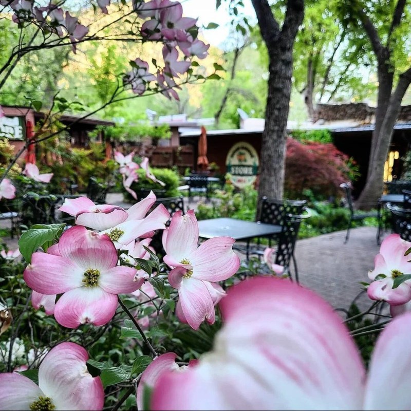 Pink flowers in a garden with tables and trees in the background.