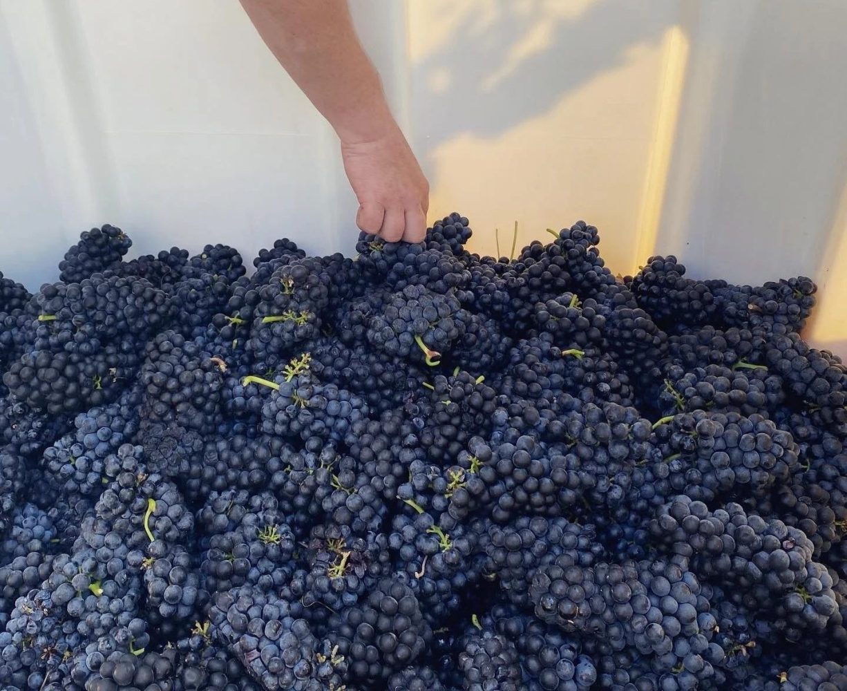 Hand reaching into a bin full of dark grapes.