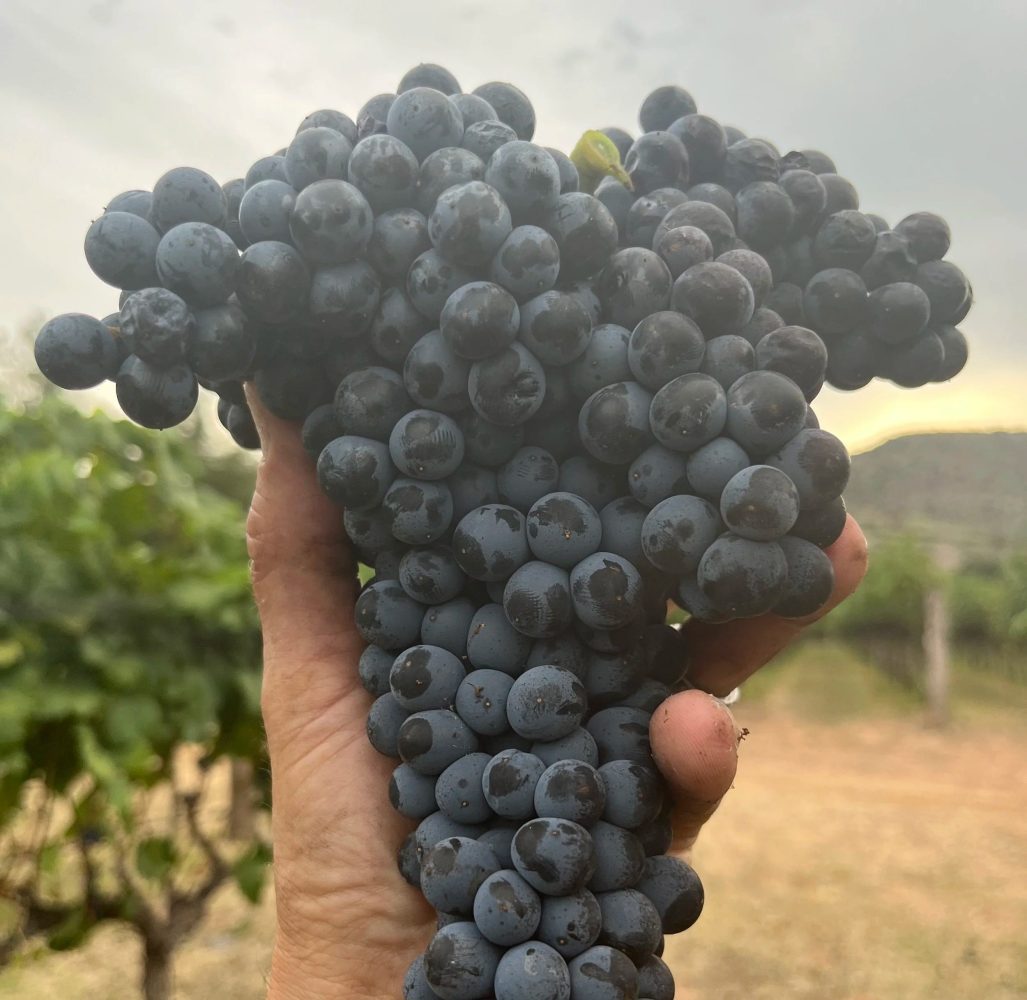 Hand holding a bunch of ripe purple grapes in a vineyard setting.