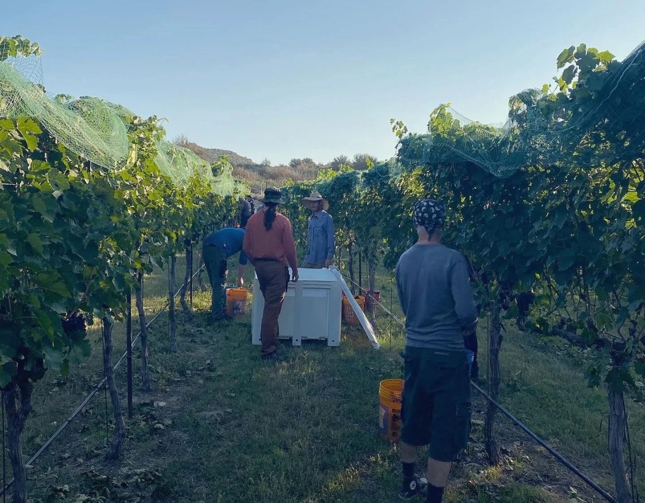 People harvesting grapes in a vineyard under blue sky.