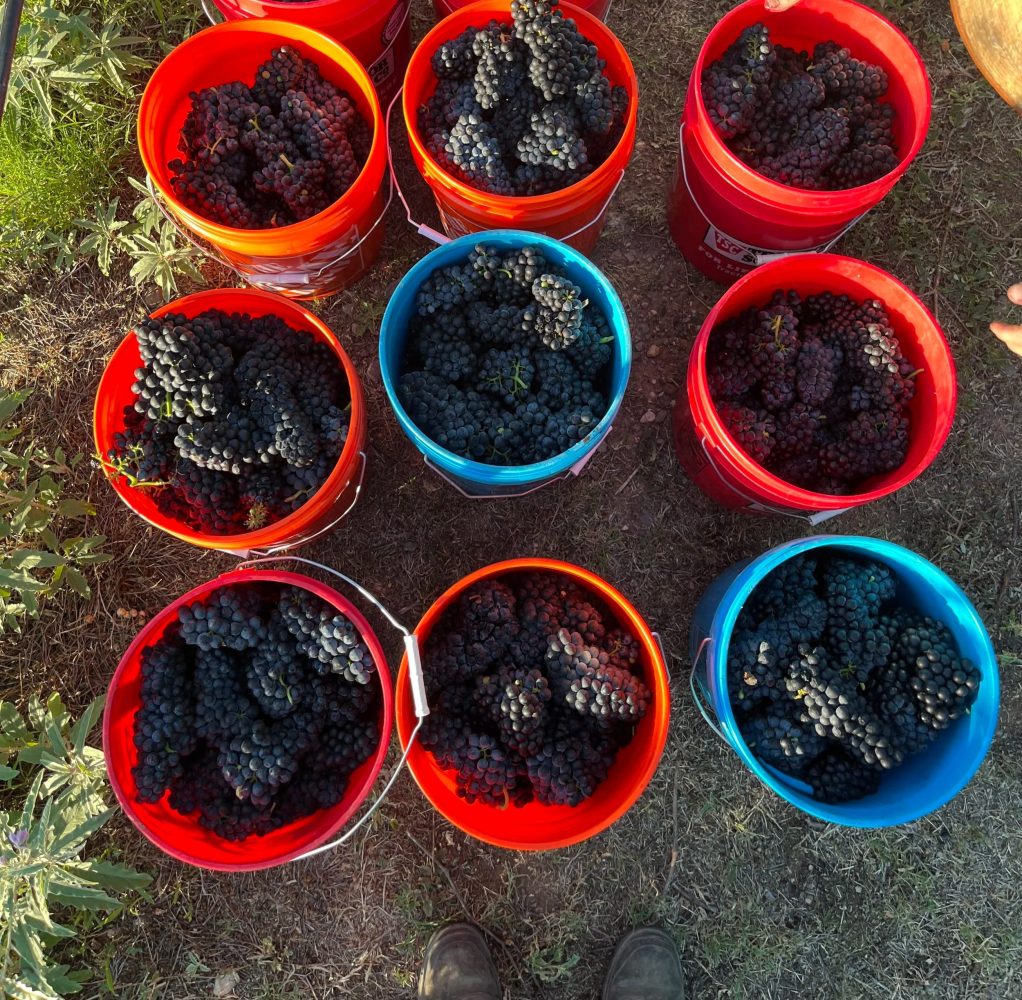 Buckets of black grapes on grass, with a person reaching for one bucket.