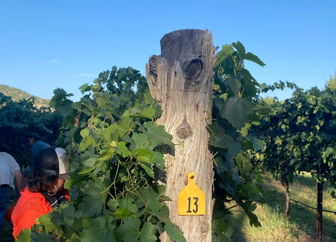 Person in red by a vineyard post with number 13 on a sunny day.