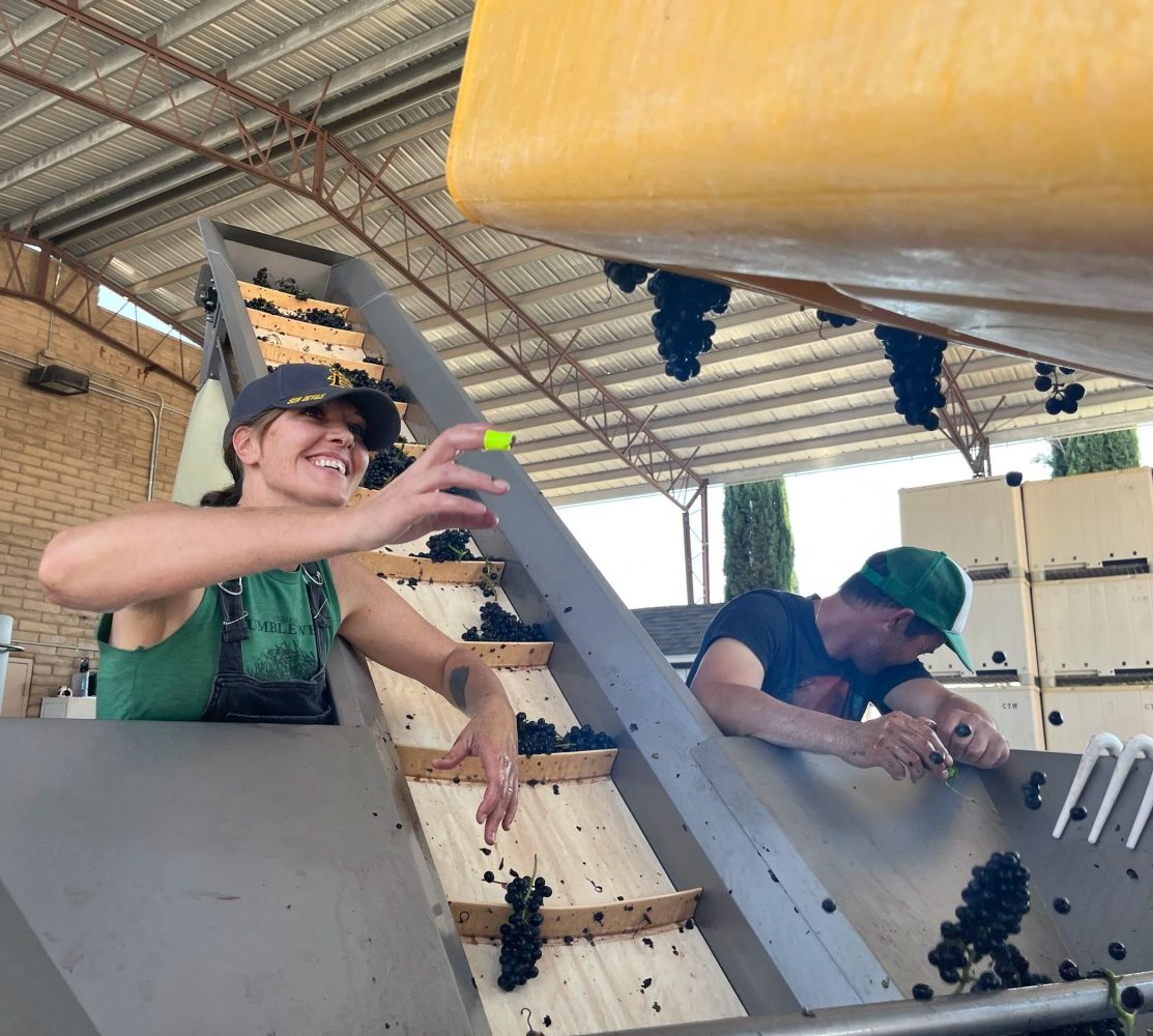 Two people sorting grapes on a conveyor belt under a metal roof in a wine facility.