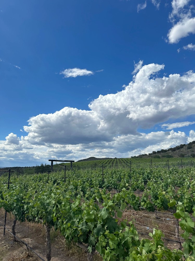 Green vineyard under a blue sky with fluffy white clouds.