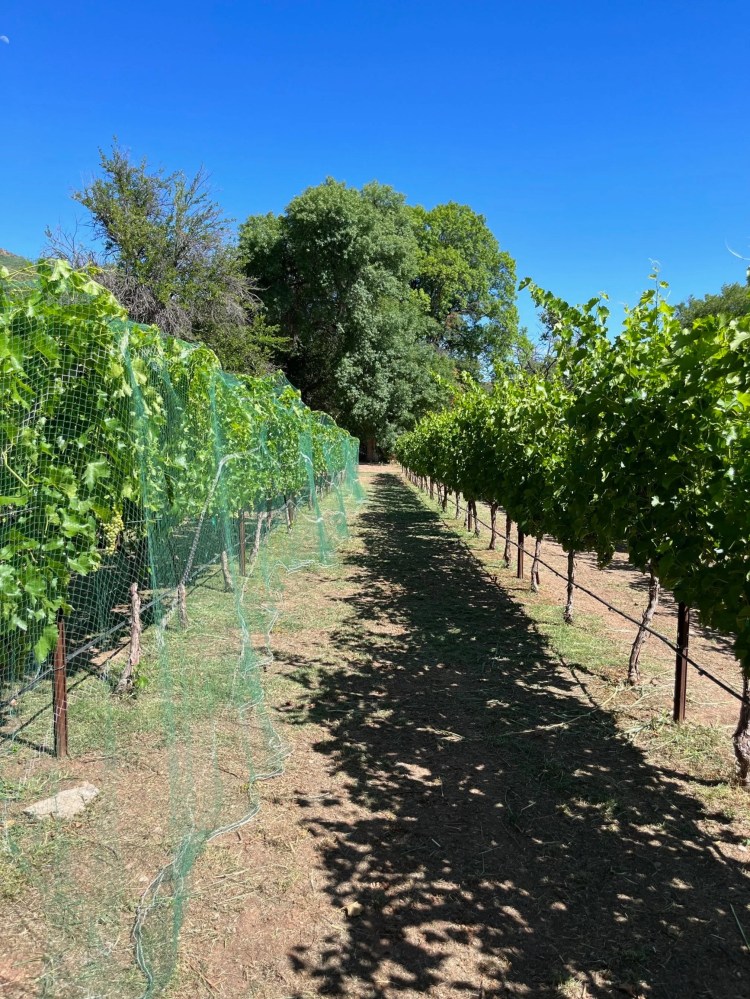 Vineyard rows with green foliage under a clear blue sky.