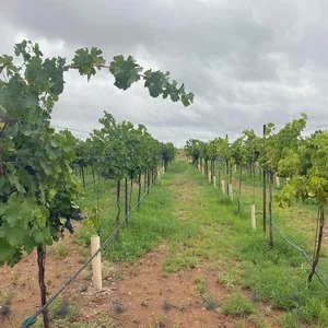 Vineyard with rows of grapevines under a cloudy sky.