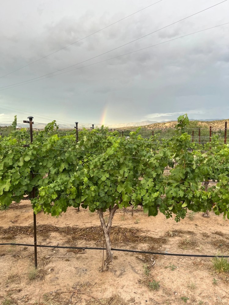 Vineyard with lush green vines under a cloudy sky, featuring a faint rainbow in the background.