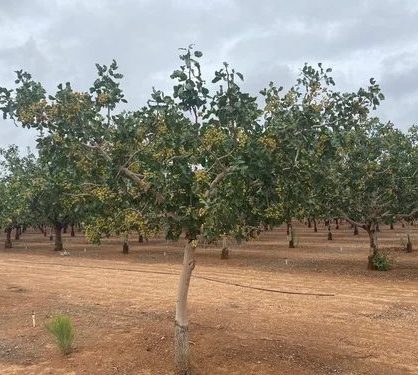 A row of pistachio trees in a dry, sandy landscape under a cloudy sky.