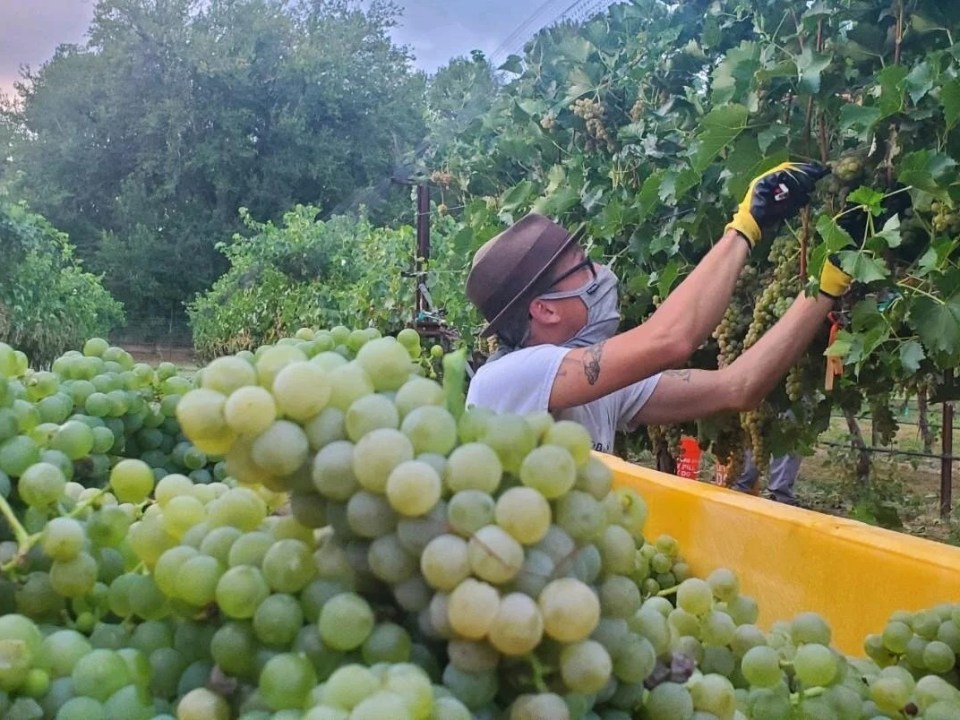 Person in hat and mask harvesting grapes in a vineyard, with a large bin of grapes in the foreground.