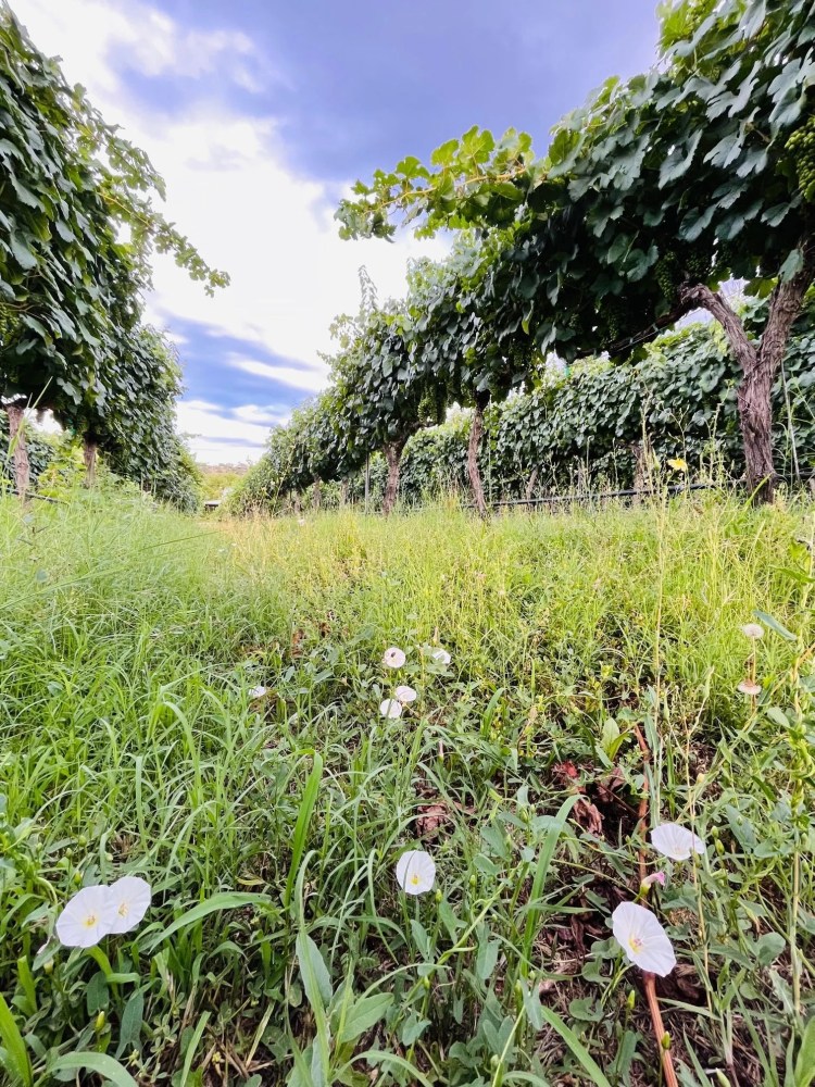 Green vineyard rows with white flowers and cloudy sky above.